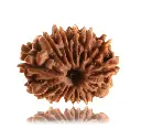 13 Faced Natural Nepali Rudraksha Beads (28mm)