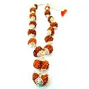1 -14 Mukhi Rudraksha Siddha Mala with silver Cap (Nepali beads)